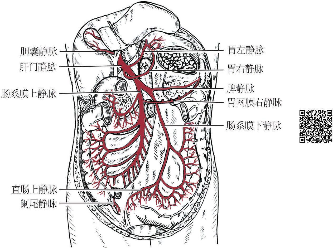 (二)下腔静脉系